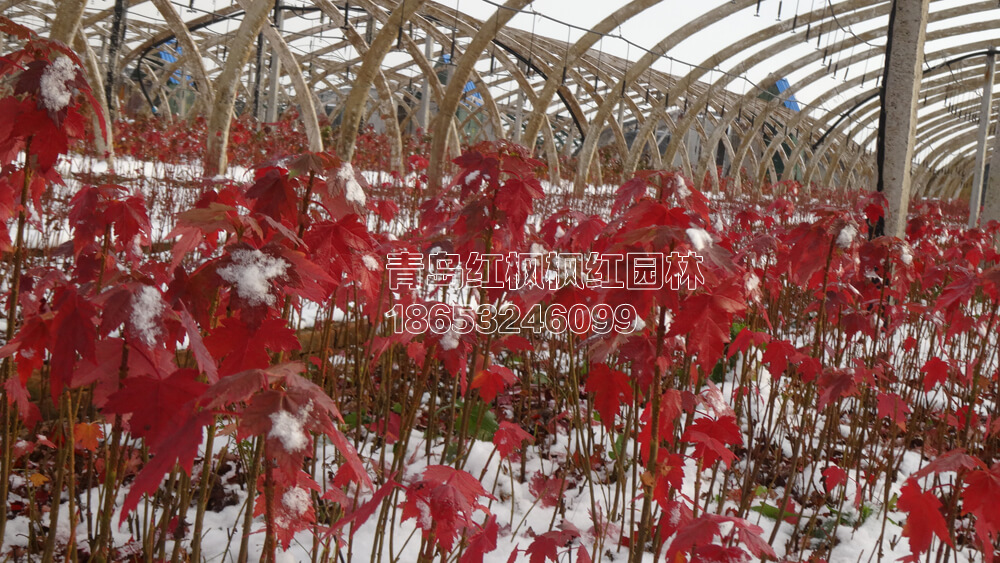 雪后太阳谷红枫
